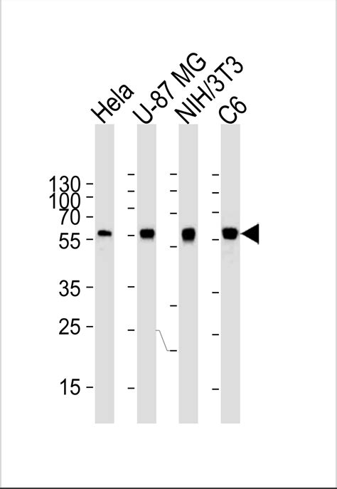 ATG5 Antibody Purified Mouse Monoclonal Antibody Mab WB E Buy