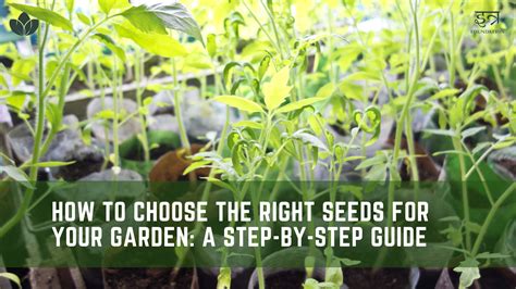 How To Choose The Right Seeds For Your Garden A Step By Step Guide