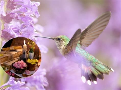 Introducir Imagen El Colibri Significado Espiritual Viaterra Mx