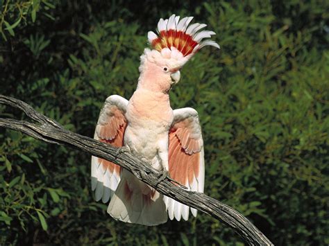 HD Animals: white parrot bird