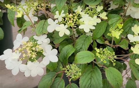 How to Grow and Care for Viburnum Shrubs - Gardening Channel