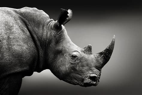 Scientists Create Fake Rhino Horn To Disrupt Poachers Market