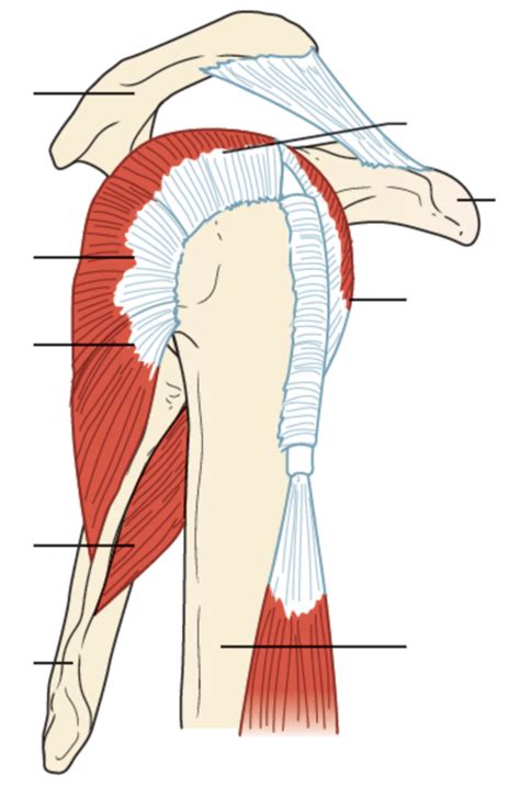 Final Exam Ch 10 Diagram 8 Rotator Cuff Diagram Quizlet