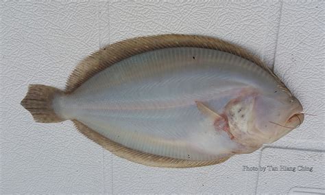 Large-tooth Flounders - Talk About Fish