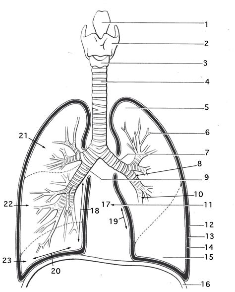 Labeling Respiratory System Quiz