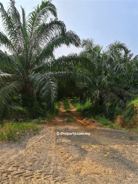 Perak Kuala Kangsar Sungai Siput Acres Palm Oil Land For Sale