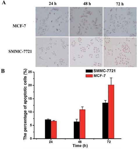 The Apoptosis Of Mcf And Smmc Cells Was Evaluated By Tunel