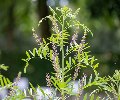 Licorice Plant How To Grow This Medicinal Herb At Home