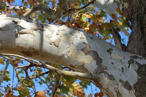 Exploring The Western Ny Wilds Sycamore Trees The Hornell Sun