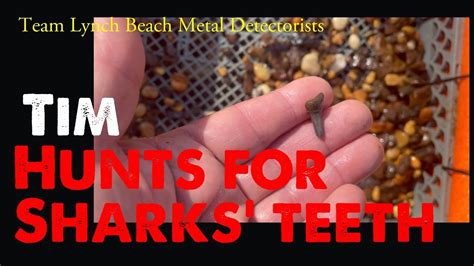 TEAM LYNCH BEACH METAL DETECTORISTS TIM HUNTS FOR SHARKS TEETH YouTube