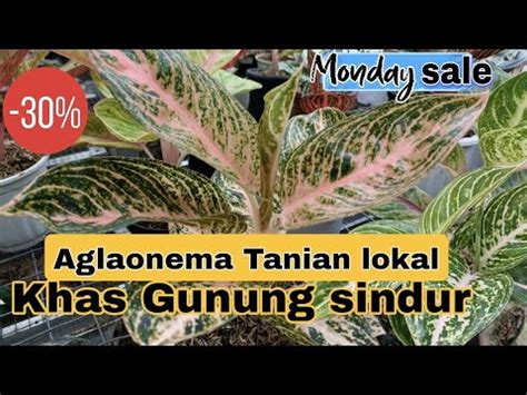 Pak Muh Kasih Harga Special Harga Oke Langsung Di Petani Aglaonema