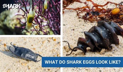 Do Sharks Lay Eggs Do Sharks Give Birth Shark Sider