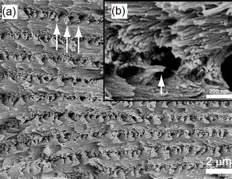 Sem Images Of The Fractured Surface Across The Cellulose Nanocrystal