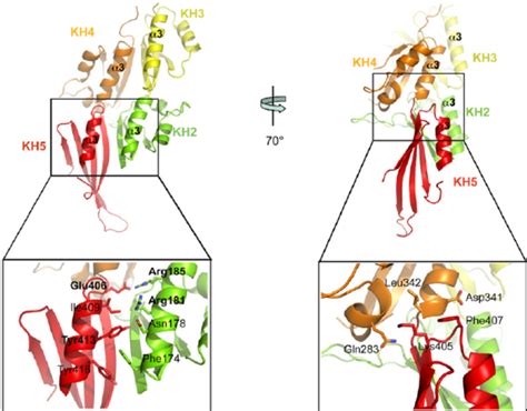 The Clustering Of Kh Domains In Gld Is Mediated By Conserved