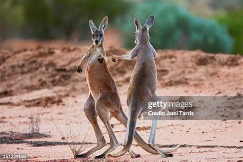 Kangaroo Fighting Photos and Premium High Res Pictures - Getty Images