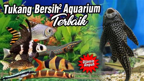 17 Ikan Pembersih Aquarium Terbaik Pemakan Alga Lumut Dan Sisa2