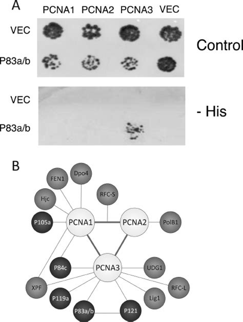 Results Of Yeast Two Hybrid Interactions Between SIRV2 Proteins And