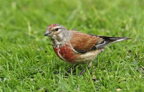 Linnet Pictures - AZ Animals