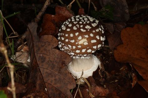 Amanita Pantherina L Amanite Panth Re Chapeau Brun Ou Be Flickr