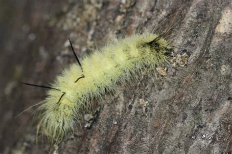 Illinois Wildlife: Dangerous Moth Caterpillar