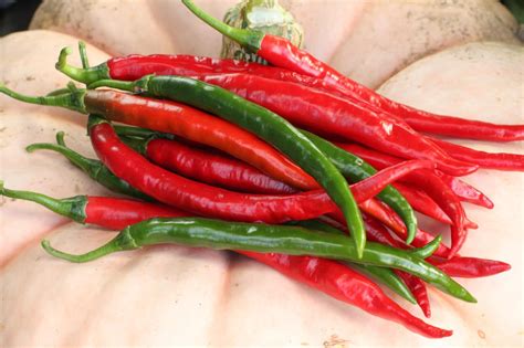 Royal Hot Hot Pepper Treated Seed Seedway