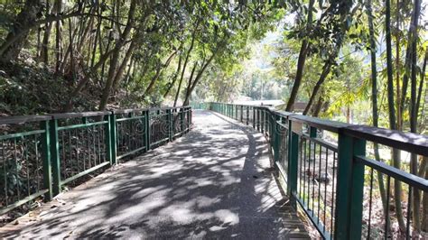 Sunny Forest Pathway With Green Railing And Dappled Shadows Stock Video