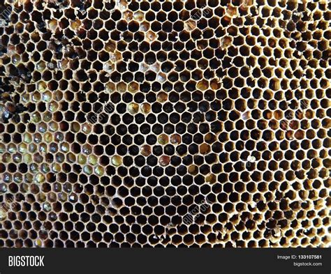 Bee Honey Comb. Detail Image & Photo (Free Trial) | Bigstock