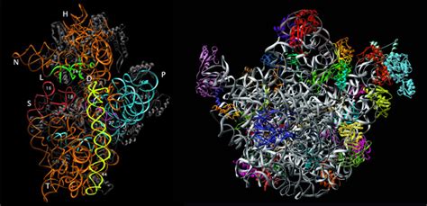 Ribosomal RNA