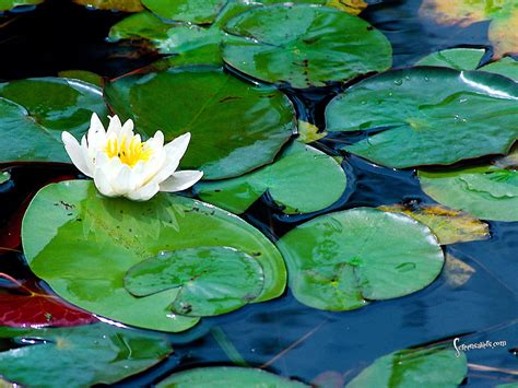 Lily Pad Wallpaper Wallpapersafari