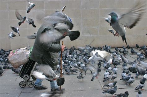 10 Raisons Daimer Les Pigeons à Paris