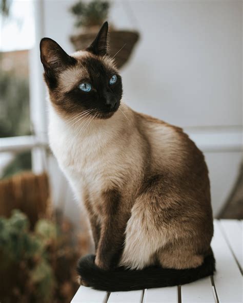 Download Elegant Chocolate Point Siamese Cat Pfp Wallpaper