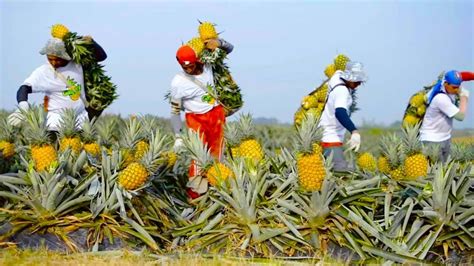 When To Harvest Pineapple Plant Back Gardener