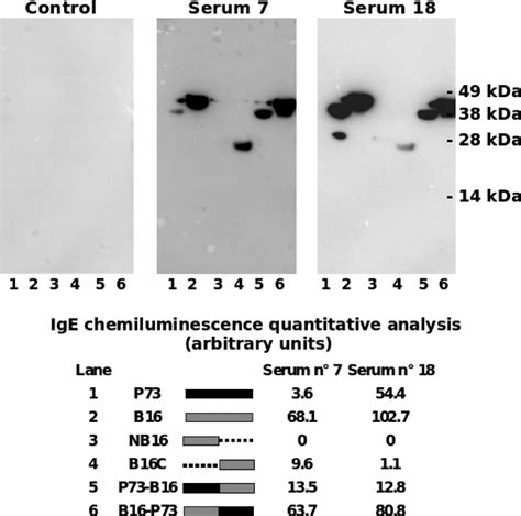 Ige Binding Patterns To Recombinant Lmw Gss And Peptides And Chimeric