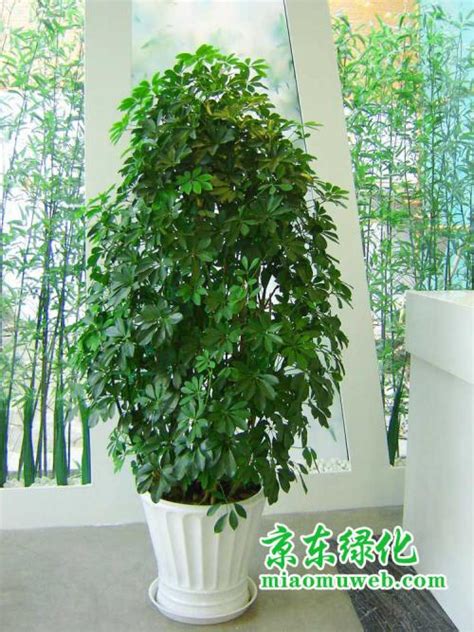 什么植物吸收甲醛最好 2018年去甲醛最好的植物排名