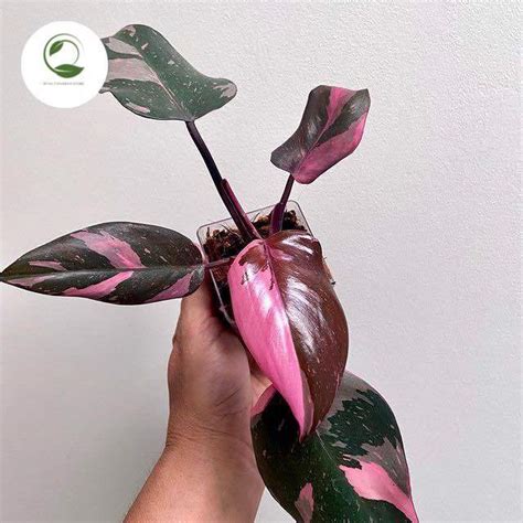 Tanaman Hias Philodendron Pink Princes Marbel Tanaman Hias Varigata