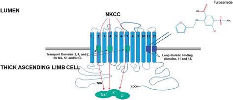 Schematic Diagram Showing The Transmembrane Domain Na K Cl Nkcc