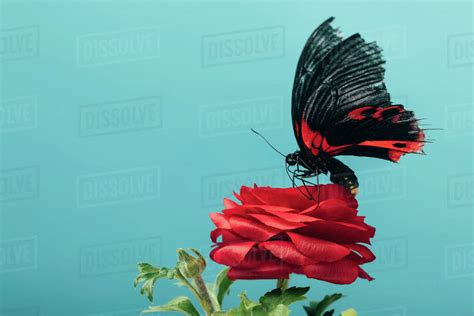 Close Up View Of Beautiful Butterfly On Red Rose Isolated On Blue