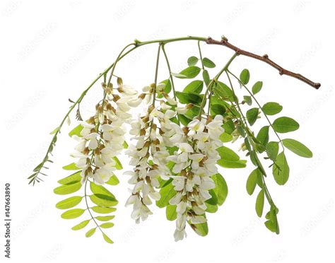 Blossoming Acacia With Leafs Isolated On White Background Black Locust