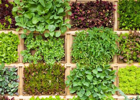 Les Meilleures M Thodes Pour Lutter Contre Les Nuisibles Du Potager