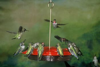 HummZinger Excel Tray Hummingbird Feeder. Easy cleaning and filling.