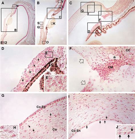 Neural Crest Contribution To The Morphogenesis Of The Ocular And