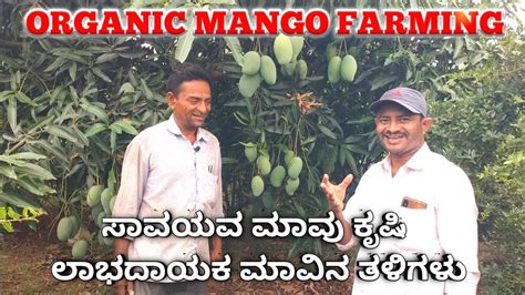 Organic Mango Farming Mango Cultivation High Yield Mango Farming