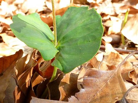 Banco De Imagens árvore Natureza Plantar Folha Flor Produzir