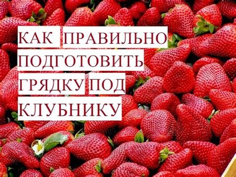 Размножение Клубники. Как Правильно Подготовить Грядку для Клубники ...