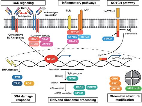 Figure 1 From Pathogenesis Of Chronic Lymphocytic Leukemia And The Development Of Novel