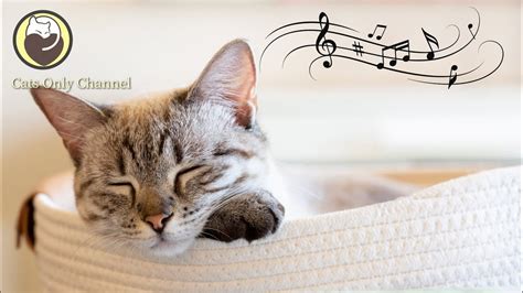 Peaceful Music For Cats Calming Harp Music To Relax Cats YouTube