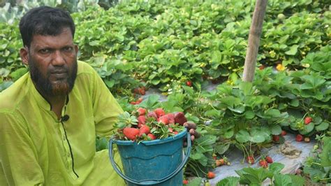 Strawberry Farming স্ট্রবেরি চাষ পদ্ধতি । All Tips To Grow A Lot Of