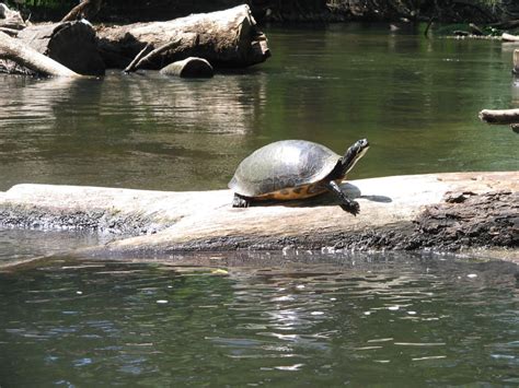 Kayaking the Hillsborough River of Central Florida - HubPages