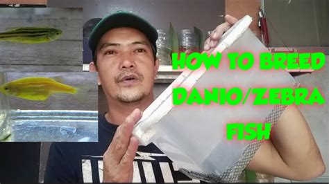 Paano Mag Breed Ng Danios Or Zebra Fish Zebra Fish Danios Breeding