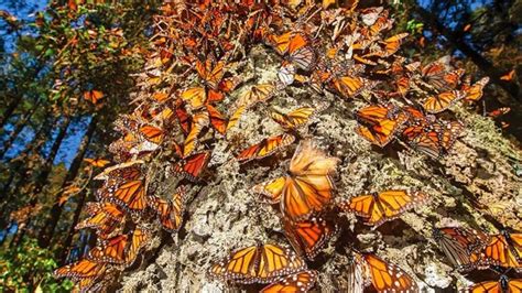 Tour Santuario Mariposa Monarca 2024 | Salidas diarias de Morelia.